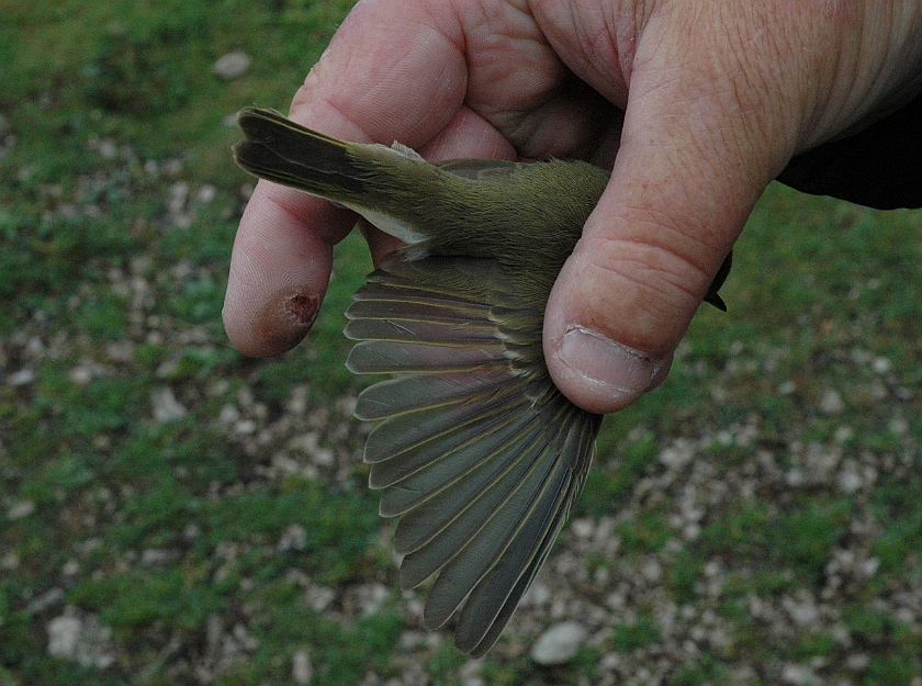 Greenish Warbler, Sundre 2011